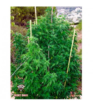 Secret Ducky 3 u. fem. Xtreme Seeds
