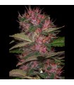 Auto Blue Kush 99 - fem. Xtreme Seeds