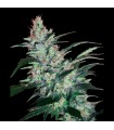 Auto OG Kush Express fem. Xtreme Seeds