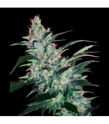 Auto OG Kush Express 5 u. fem. Xtreme Seeds