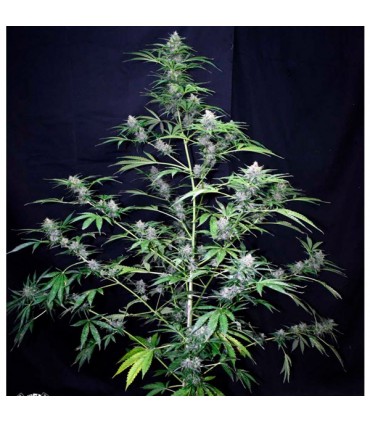 Auto Super Big Black Ryder ´98 - 5 u. fem.  Xtreme Seeds