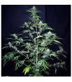 Auto Super Big Black Ryder ´98 - 5 u. fem.  Xtreme Seeds