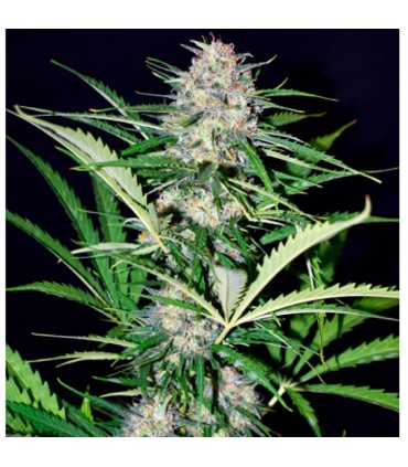 Auto Super Big Afghan Shadow fem. Xtreme Seeds