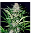 Auto Super Big Afghan Shadow fem. Xtreme Seeds