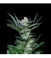 Auto Amazing 1 u. fem. Absolute Cannabis Seeds