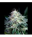 Auto Radical 1 u. fem. Absolute Cannabis Seeds