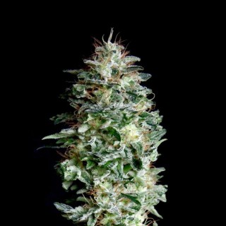 Absolute Herer 1 u. fem. Absolute Cannabis Seeds