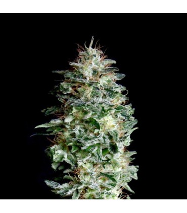 Absolute Herer 1 u. fem. Absolute Cannabis Seeds