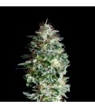 Absolute Herer 1 u. fem. Absolute Cannabis Seeds