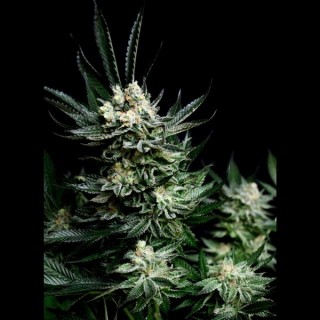 Critigal+ 1 u. fem. Absolute Cannabis Seeds