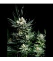 Critigal+ 1 u. fem. Absolute Cannabis Seeds