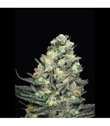 Nordés 1 u. fem. Absolute Cannabis Seeds