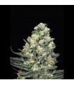 Nordés 1 u. fem. Absolute Cannabis Seeds