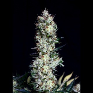 Rittus Haze 1 u. fem. Absolute Cannabis Seeds