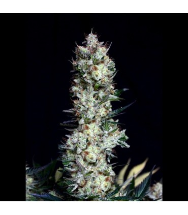 Rittus Haze 1 u. fem. Absolute Cannabis Seeds