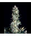 Rittus Haze 1 u. fem. Absolute Cannabis Seeds