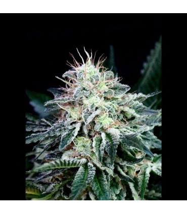 Auto Radical 1 u. fem. Absolute Cannabis Seeds