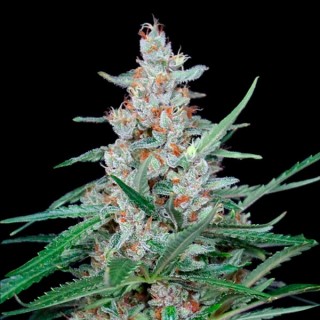 Utopia 1 u. fem. Absolute Cannabis Seeds