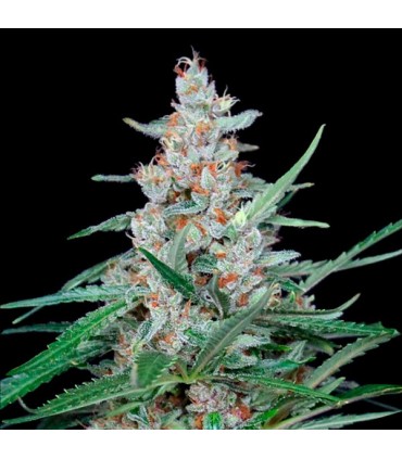 Utopia 1 u. fem. Absolute Cannabis Seeds