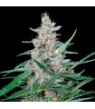 Utopia 1 u. fem. Absolute Cannabis Seeds