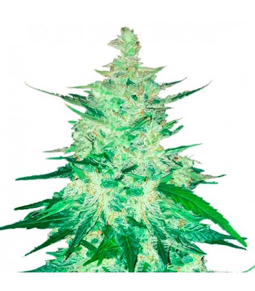 CBD 20:1  3 u. fem. FastBuds Seeds