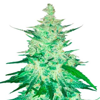CBD 20:1  5 u. fem. FastBuds Seeds