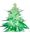 CBD 20:1  5 u. fem. FastBuds Seeds