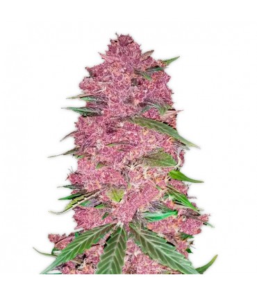 Purple Lemonade  5 u. fem. FastBuds Seeds