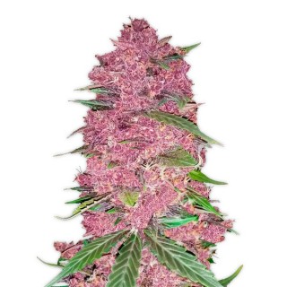 Purple Lemonade 10 u. fem. FastBuds Seeds