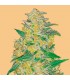 Auto AK  3 u. fem. FastBuds Seeds