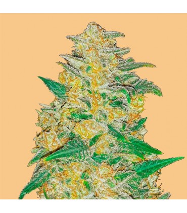 Auto AK 10 u. fem. FastBuds Seeds