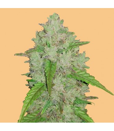Auto Amnesia Haze  3 u. fem. FastBuds Seeds