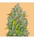 Auto Bubblegum fem. FastBuds Seeds