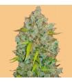 Auto Bubblegum fem. FastBuds Seeds