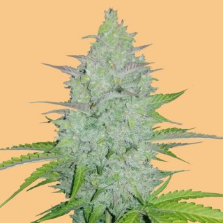 Auto Cheese fem. FastBuds Seeds