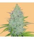 Auto Cheese  3 u. fem. FastBuds Seeds