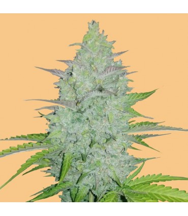 Auto Cheese  3 u. fem. FastBuds Seeds
