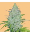 Auto Cheese  5 u. fem. FastBuds Seeds