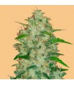 Auto Chemdawg fem. FastBuds Seeds