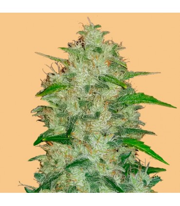Auto Chemdawg  3 u. fem. FastBuds Seeds