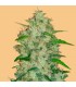 Auto Chemdawg  5 u. fem. FastBuds Seeds