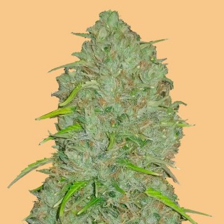 Auto Jack Herer fem. FastBuds Seeds