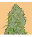 Auto Jack Herer fem. FastBuds Seeds