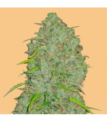 Auto Jack Herer 10 u. fem. FastBuds Seeds
