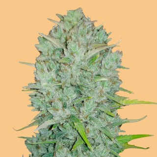 Auto Northern Lights  3 u. fem. FastBuds Seeds