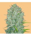 Auto Northern Lights  3 u. fem. FastBuds Seeds