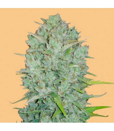 Auto Northern Lights 10 u. fem. FastBuds Seeds