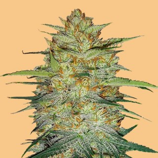 Auto OG Kush fem. FastBuds Seeds