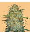 Auto OG Kush fem. FastBuds Seeds