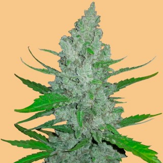 Auto Sour Diesel fem. FastBuds Seeds